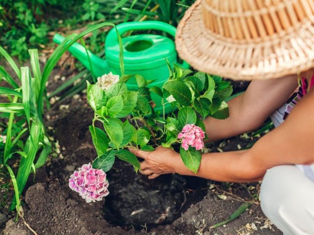 Как и для других декоративных кустарников, гортензиям перед посадкой необходимо подготовить посадочную яму.