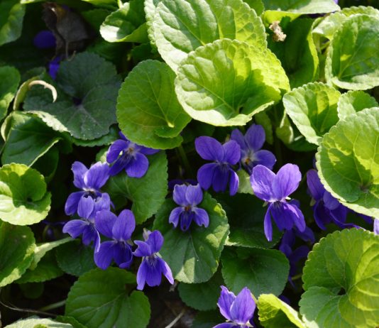 Позабытая фиалка душистая — возвращаем в сад нежность и аромат - Цветы многолетние Позабытая фиалка душистая: возвращаем в сад нежность и аромат