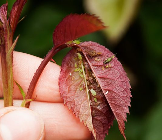 Правила обработки роз от тли: избавляемся от вредителя и предотвращаем его появление