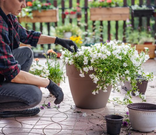 Раскрываем потенциал петуний: правила ухода за однолетником