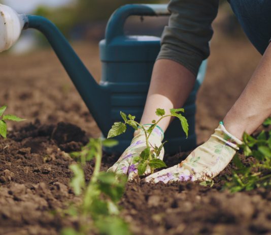 Секрет здоровых растений и достойного урожая — стимуляторы роста