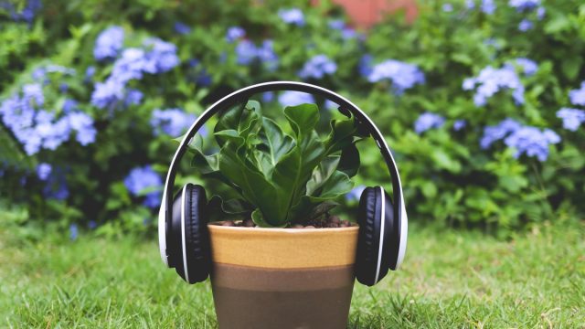 Некоторые исследователи отмечают, что растения растут быстрее под звук женского голоса и хорошо отзываются на классическую музыку. Некоторые исследователи отмечают, что растения растут быстрее под звук женского голоса и хорошо отзываются на классическую музыку.