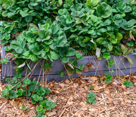 Учимся обновлять кусты клубники — как избежать измельчения ягод