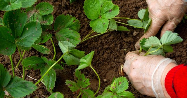 Укоренять новые розетки клубники можно двумя способами: сразу усами в открытом грунте или в отдельных емкостях (например, стаканчиках). Укоренять новые розетки клубники можно двумя способами: сразу усами в открытом грунте или в отдельных емкостях (например, стаканчиках).