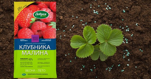 Минеральное Удобрение клубника-малина поможет нашим растениям заложить цветочные почки на следующий год. Минеральное Удобрение клубника-малина поможет нашим растениям заложить цветочные почки на следующий год.
