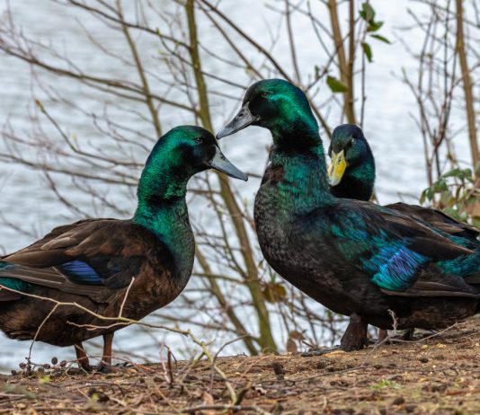 Удивительные породы декоративных уток для украшения вашего участка