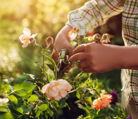 Все этапы ухода за розами с весны до начала зимы - АО «ФЕРТИКА» Все этапы ухода за розами с весны до начала зимы
