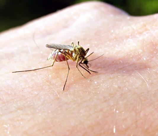 Все способы борьбы с комарами и мошками — разбираемся в эффективности