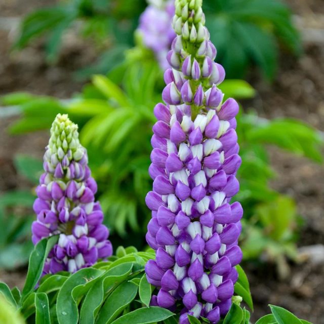 Люпин «Бамбино Биколор Блю» ('Bambino Bicolor Blue'). Люпин «Бамбино Биколор Блю» ('Bambino Bicolor Blue').