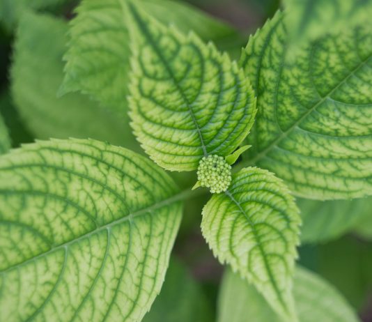 Всё о хлорозе гортензии: учимся лечить и предотвращать