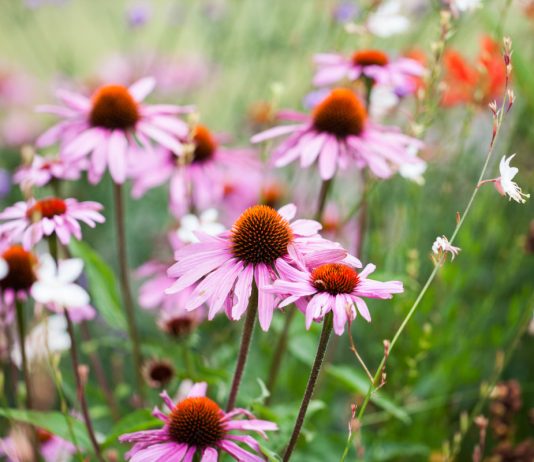 Названия популярных растений, которые всегда произносят неправильно