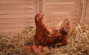 Выведение цыплят курицей-наседкой: что важно знать