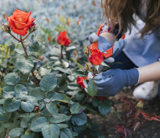 Забота о розах в летний период — правила ухода для долгого цветения