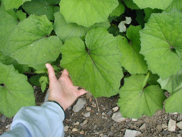 Английское название "coltsfoot" растение получило из-за формы листьев, которые напоминают копыта молодого жеребёнка ("colt's foot") Английское название "coltsfoot" растение получило из-за формы листьев, которые напоминают копыта молодого жеребёнка ("colt's foot")