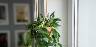 10 комнатных растений, которым не нужна частая пересадка