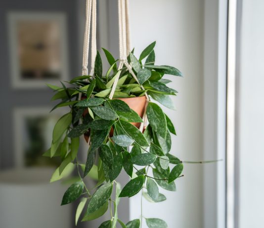 10 комнатных растений, которым не нужна частая пересадка