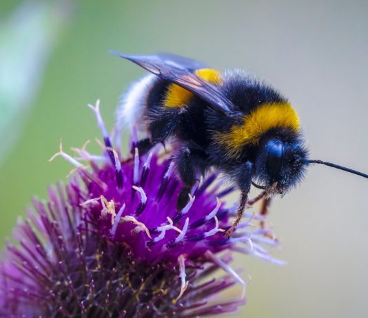10 удивительных фактов о шмелях, которых вы не знали