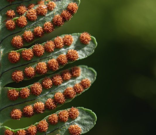 Как вырастить папоротник из спор — секреты размножения