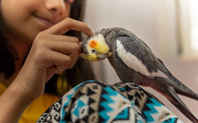 Попугайчики, которых можно научить говорить, способны сильно заинтересовать детей школьного возраста и подростков. Попугайчики, которых можно научить говорить, способны сильно заинтересовать детей школьного возраста и подростков.