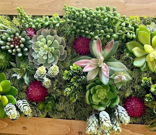 Комнатные растения для исполнения желаний