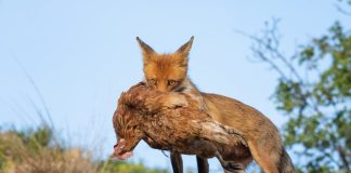 Кто съел курицу: защищаем птицу от хищных животных
