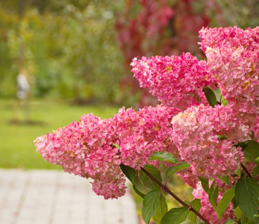 Лучшие сорта гортензии метельчатой c розовыми соцветиями