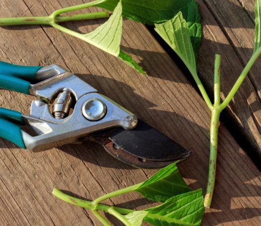 Основы летнего черенкования многолетников - Цветы многолетние Основы летнего черенкования многолетников