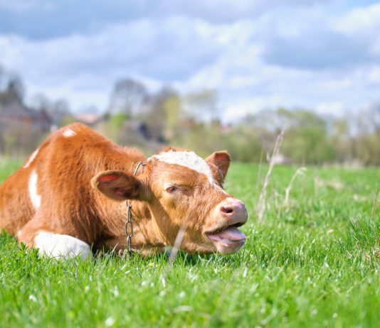 Первая помощь при вздутии у коров и коз — опасность зеленой травы