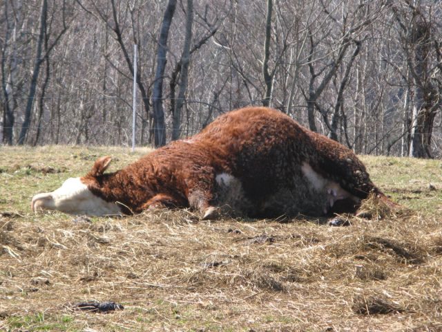 Вздутие, или тимпания рубца - очень опасное состояние, при котором рубец увеличивается в объёме из-за скопившихся газов. Вздутие, или тимпания рубца - очень опасное состояние, при котором рубец увеличивается в объёме из-за скопившихся газов.