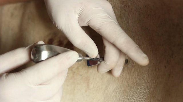 При остром непрекращающемся вздутии необходимо сделать прокол рубца специальным хирургическим инструментом троакаром и с помощью него выпустить газы. При остром непрекращающемся вздутии необходимо сделать прокол рубца специальным хирургическим инструментом троакаром и с помощью него выпустить газы.