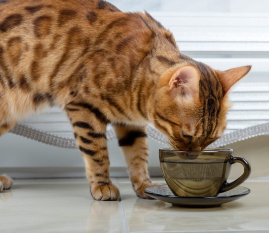 Почему кошка не пьёт воду и что с этим делать?