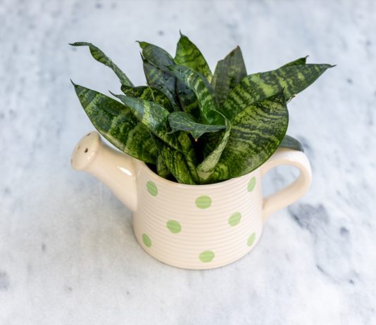 Почему растение не растет — 9 частых причин