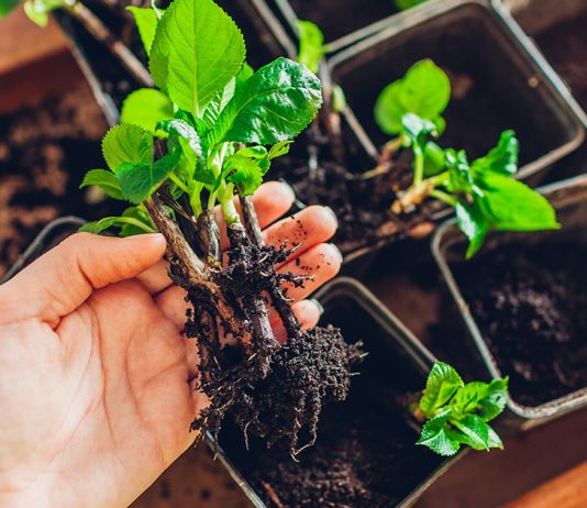 Подробная инструкция по черенкованию гортензий - Цветник и ландшафт Подробная инструкция по черенкованию гортензий
