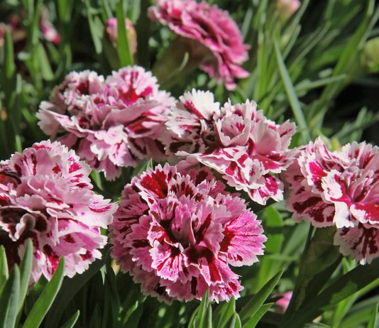 Такая разная гвоздика: 10 уникальных видов для вашего цветника - Цветник и ландшафт Такая разная гвоздика: 10 уникальных видов для вашего цветника