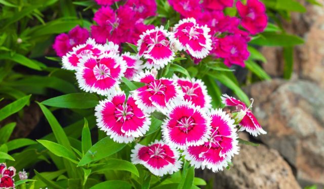 Основной вид, выращиваемый в качестве однолетника, - гвоздика китайская (Dianthus chinensis). Основной вид, выращиваемый в качестве однолетника, - гвоздика китайская (Dianthus chinensis).
