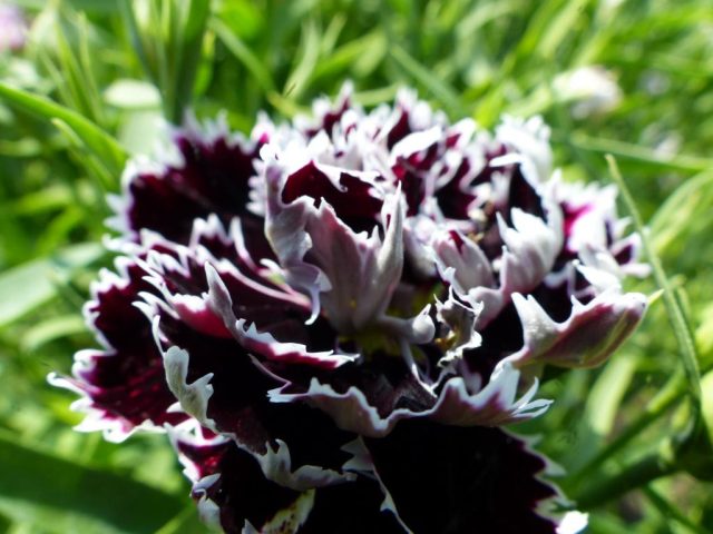 Гвоздика Геддевига (Dianthus chinensis var. heddewigii) известна своими чёрно-багровыми цветками с контрастной белой каймой. Гвоздика Геддевига (Dianthus chinensis var. heddewigii) известна своими чёрно-багровыми цветками с контрастной белой каймой.