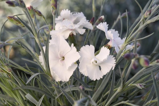 Особо ароматны из махровых - белоцветковый "Энджел оф Пьюрити" ('Аngel of Purity'). Особо ароматны из махровых - белоцветковый "Энджел оф Пьюрити" ('Аngel of Purity').