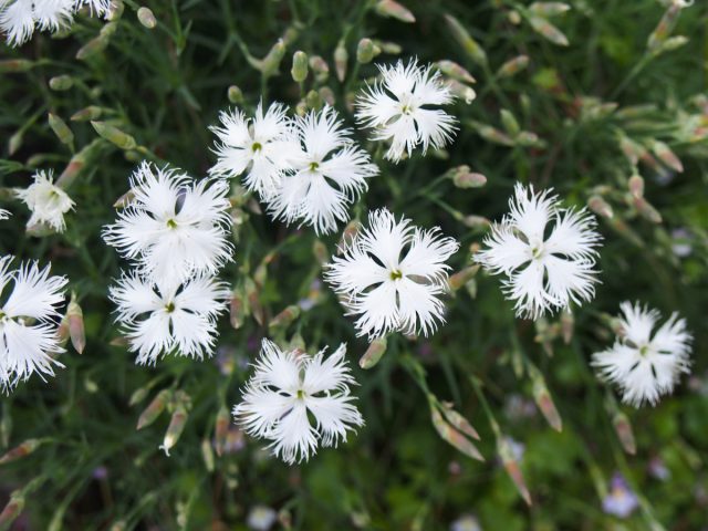 Гвоздика песчаная (Dianthus arenarius) известна сортом "Ностальжи" ('Nostalgia') с белыми простыми цветками, у которых края лепестков сильно бахромчатые. Гвоздика песчаная (Dianthus arenarius) известна сортом "Ностальжи" ('Nostalgia') с белыми простыми цветками, у которых края лепестков сильно бахромчатые.