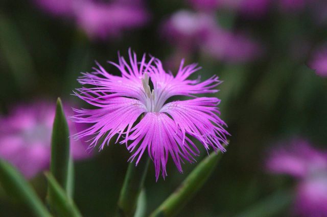 Гвоздика пышная (Dianthus superbus) имеет ещё более рассечённые лепестки, чем сорта предыдущих видов. Гвоздика пышная (Dianthus superbus) имеет ещё более рассечённые лепестки, чем сорта предыдущих видов.