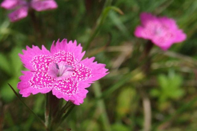 Гвоздика травянка (Dianthus deltoides) - распространённая, неприхотливая, выносливая, долгоцветущая - до поздней осени. Гвоздика травянка (Dianthus deltoides) - распространённая, неприхотливая, выносливая, долгоцветущая - до поздней осени.
