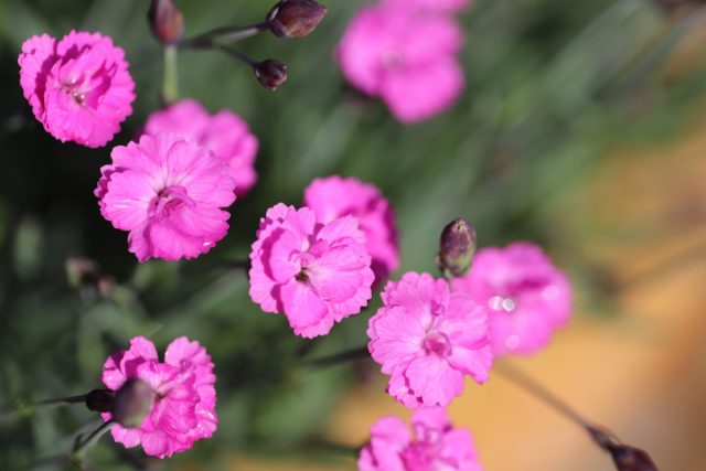 Гвоздика сизая (Dianthus gratianopolitanus) растёт округлым кустиком, цветёт простыми, белыми, розовыми, карминными цветочками. Гвоздика сизая (Dianthus gratianopolitanus) растёт округлым кустиком, цветёт простыми, белыми, розовыми, карминными цветочками.