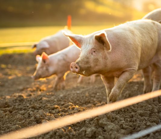 Тепловой и солнечный удар свиней: как спасти поросят в жаркую погоду