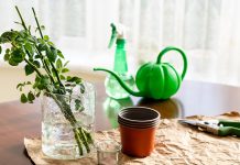 Учимся черенковать розы — как обеспечить лучшую приживаемость