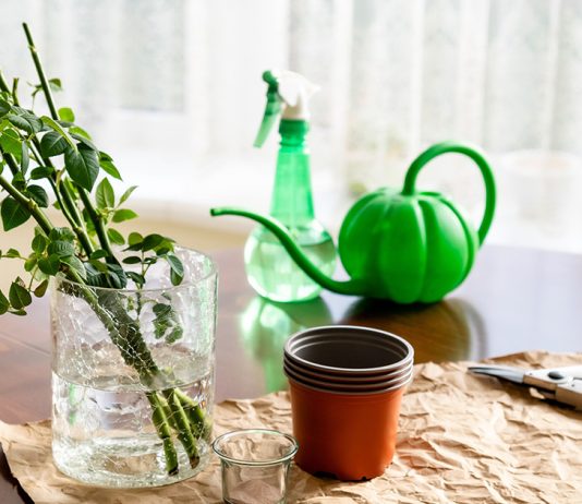 Учимся черенковать розы — как обеспечить лучшую приживаемость - Цветник и ландшафт Учимся черенковать розы — как обеспечить лучшую приживаемость