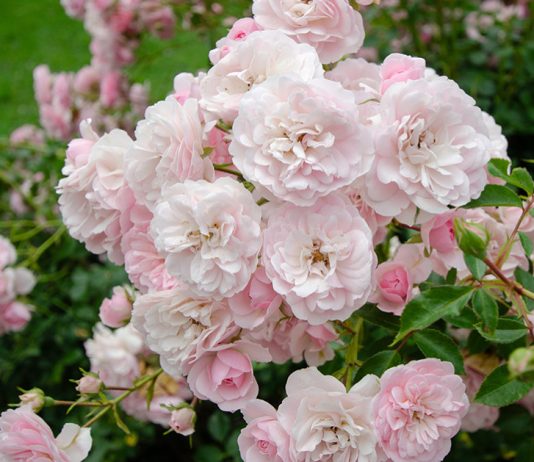 Уход за плетистыми розами не сложнее, чем у других цветов - Цветник и ландшафт Уход за плетистыми розами не сложнее, чем у других цветов