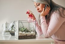Умеете ли вы поливать суккуленты правильно?