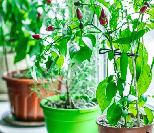 Урожай каждый год: выращивание острого перца на окне по методу Пшеничникова