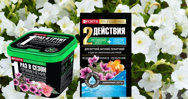 Очень хорошо откликаются обрезанные кусты на водорастворимый комплекс Bona Forte для петуний, бегоний, пеларгоний с аминокислотами. Очень хорошо откликаются обрезанные кусты на водорастворимый комплекс Bona Forte для петуний, бегоний, пеларгоний с аминокислотами.