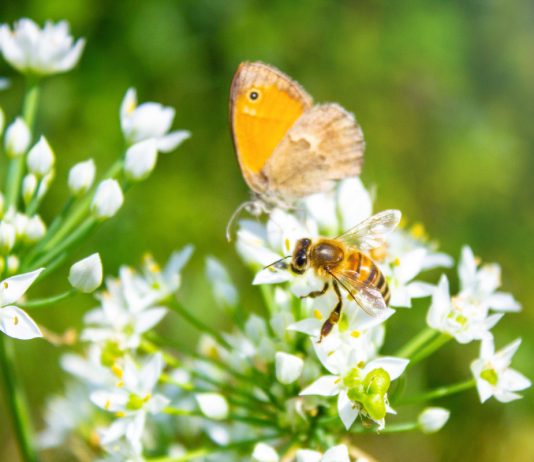 Залог вашего урожая: как привлечь опылителей в сад