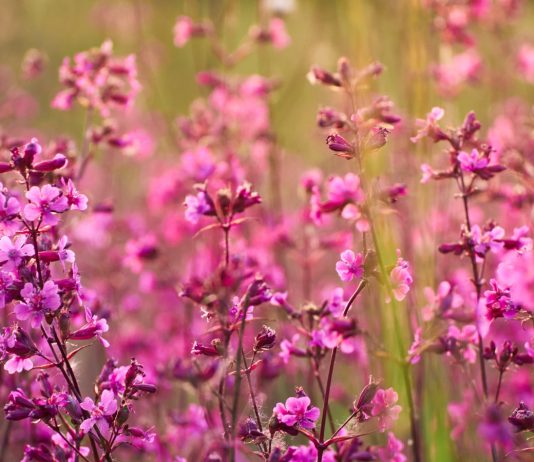 Живой гормон роста: все секреты смолевки